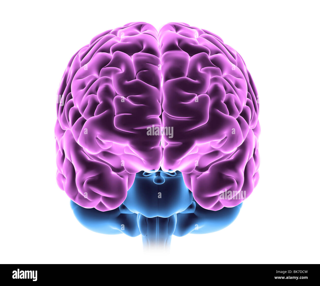 Human brain, computer artwork Stock Photo