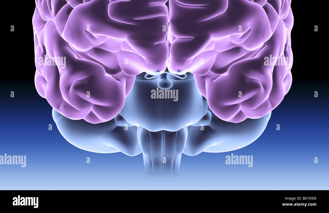 Human brain, computer artwork Stock Photo - Alamy