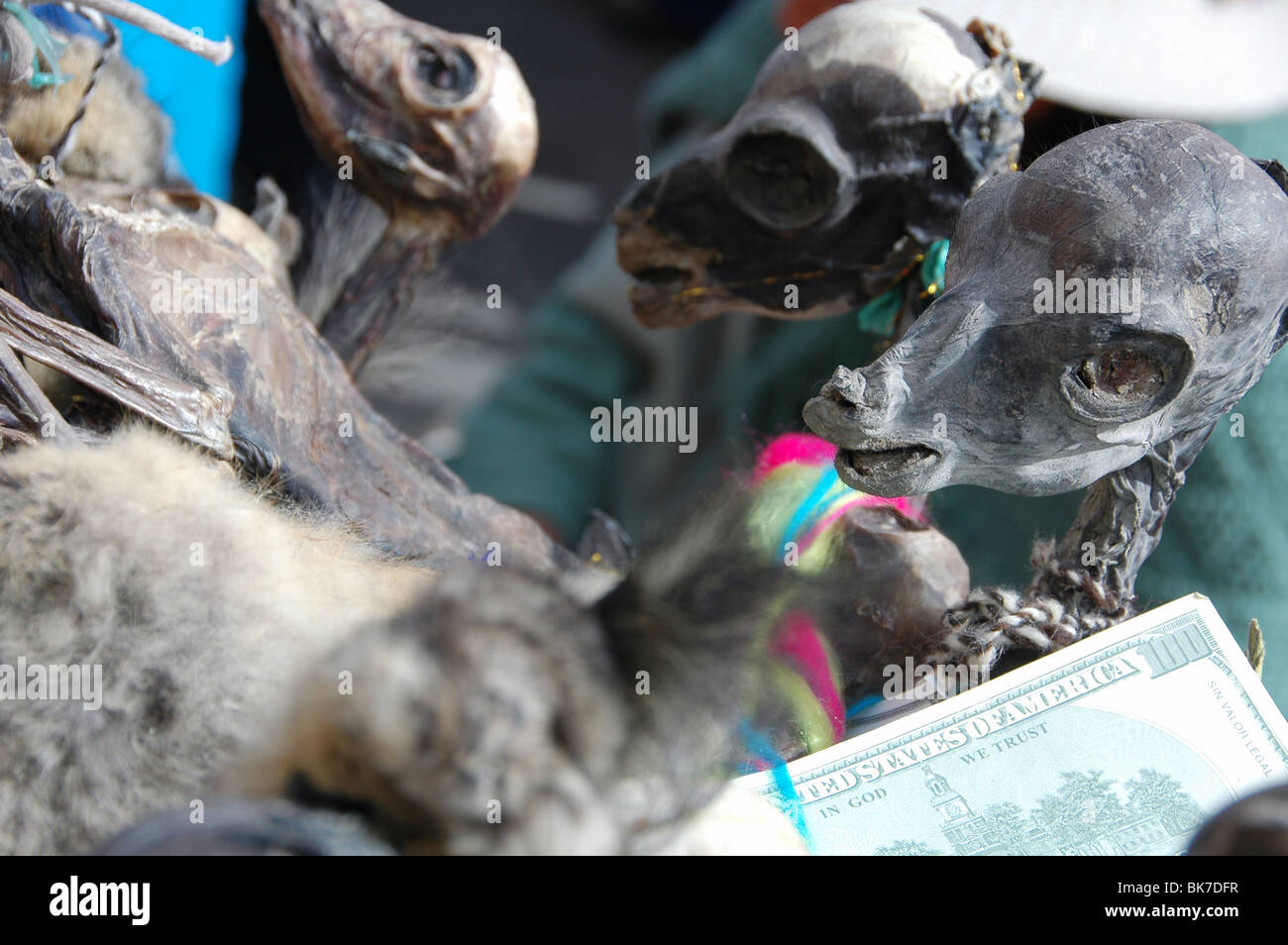 Llama fetuses at the Miner's Market in Potosi, Bolivia Stock Photo
