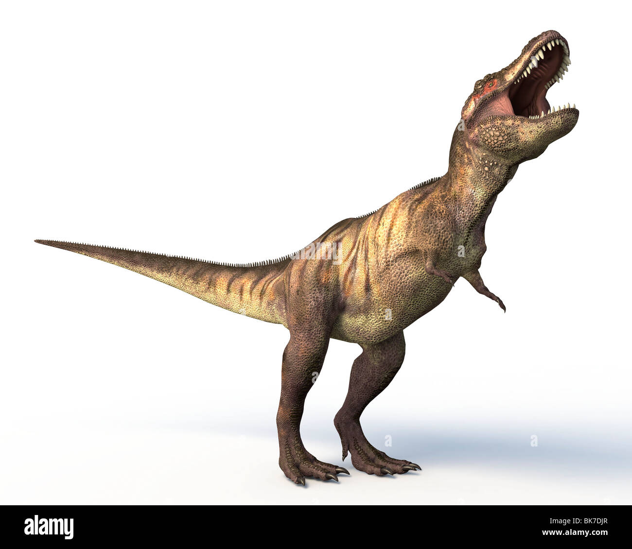 Tyrannosaurus rex dinosaur Stock Photo