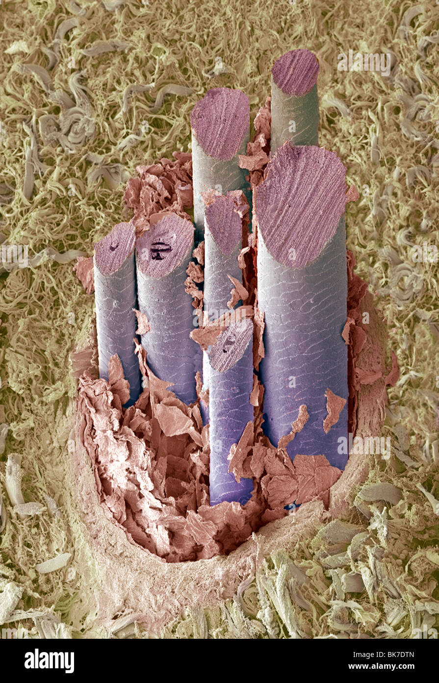 Magnification magnified s e m hires stock photography and images Alamy