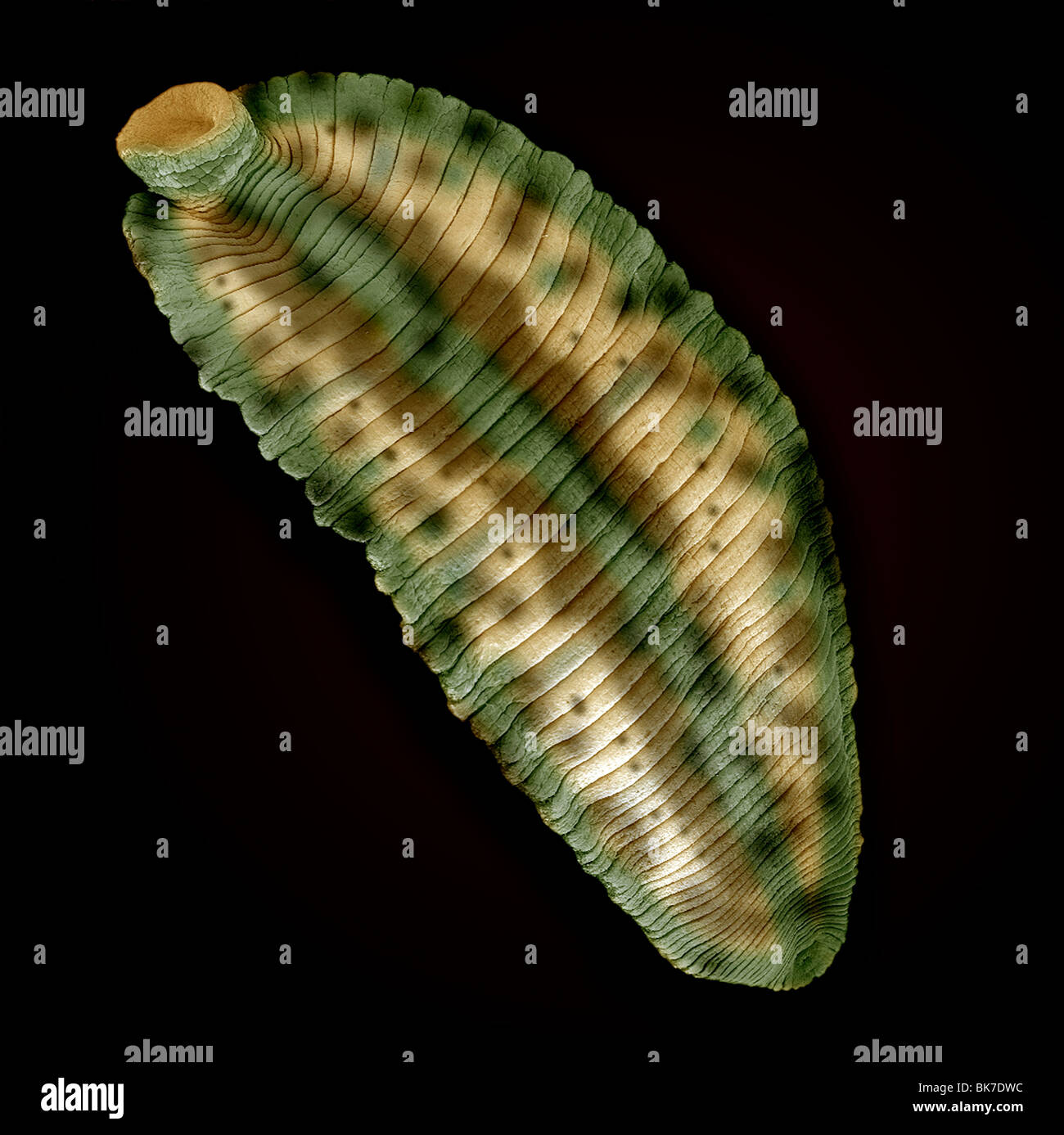 Leech, SEM Stock Photo