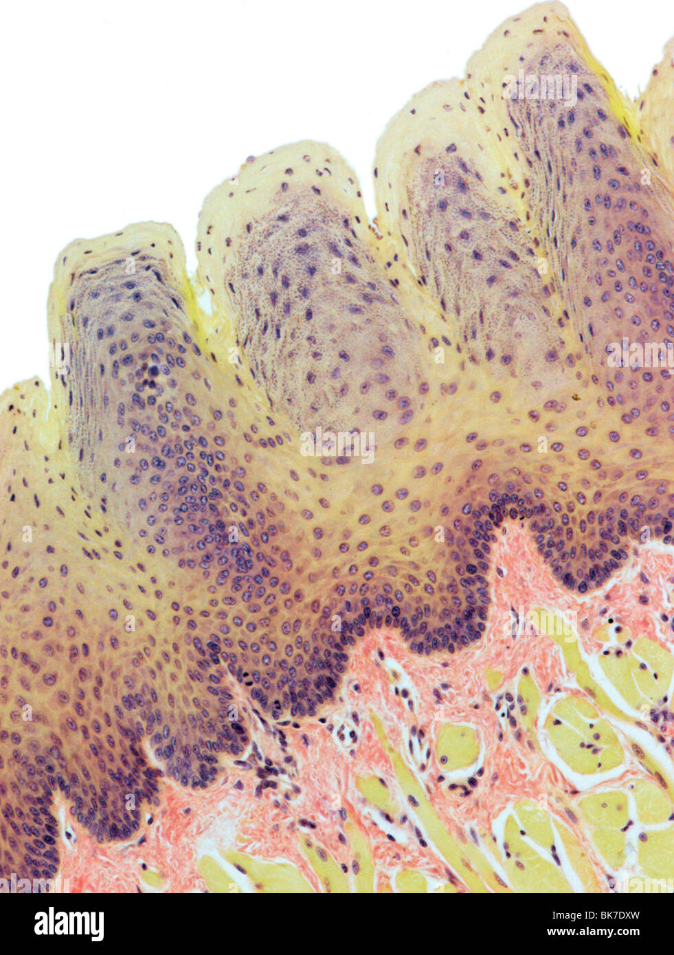Tongue, light micrograph Stock Photo
