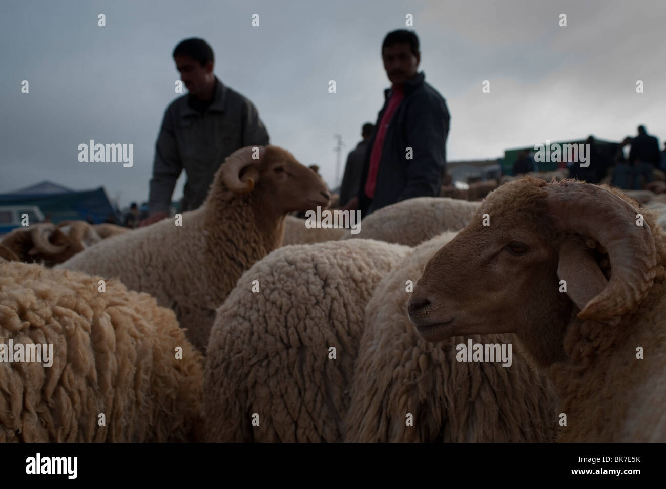 Rams and shepherds, livestock fair, Tetouan, Morocco. Stock Photo