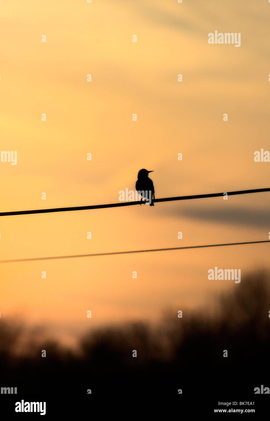 Bird sitting on a telephone wire as the sun sets Stock Photo Alamy