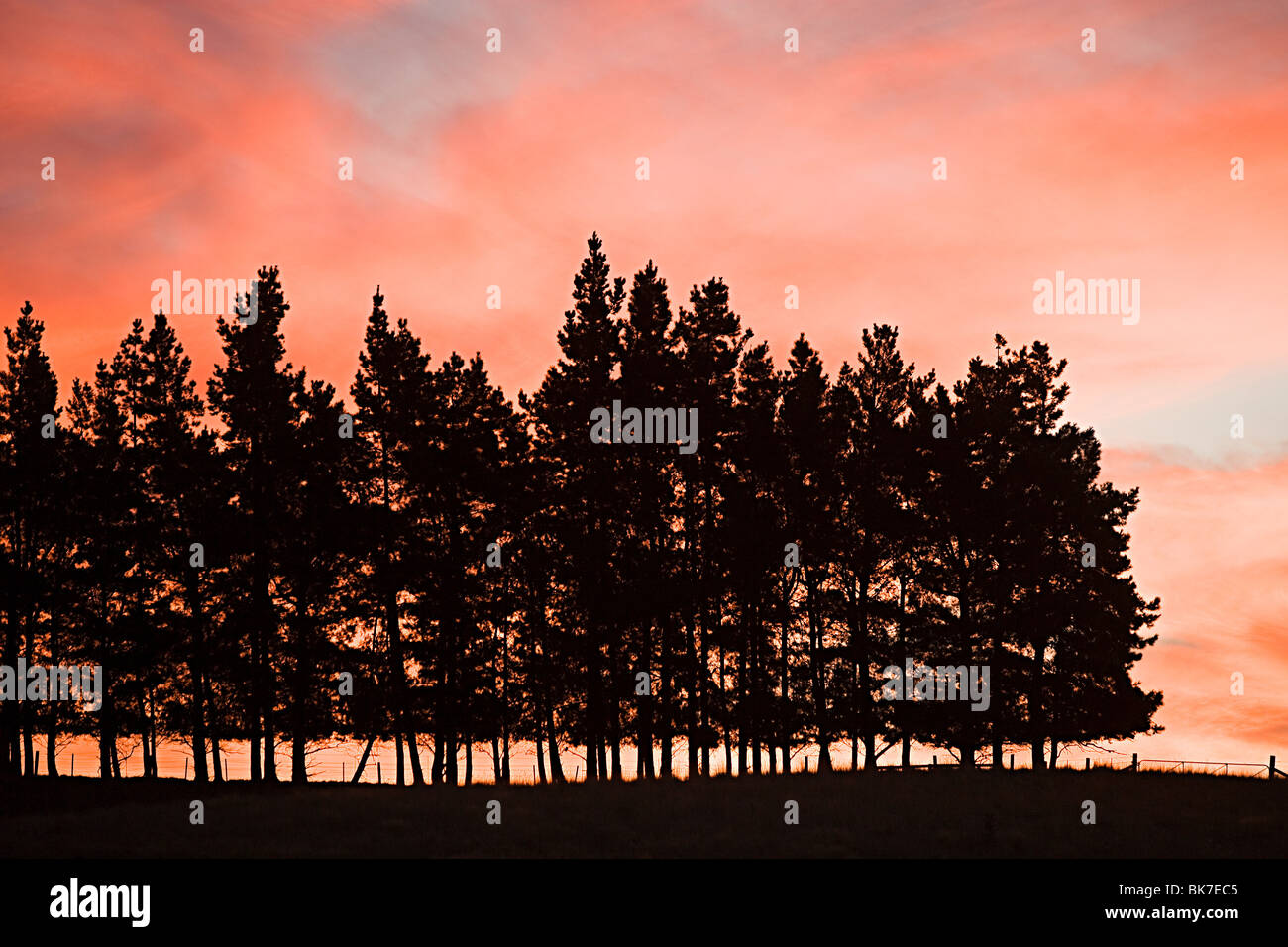 Silhouettes of pine trees at sunset hi-res stock photography and images ...