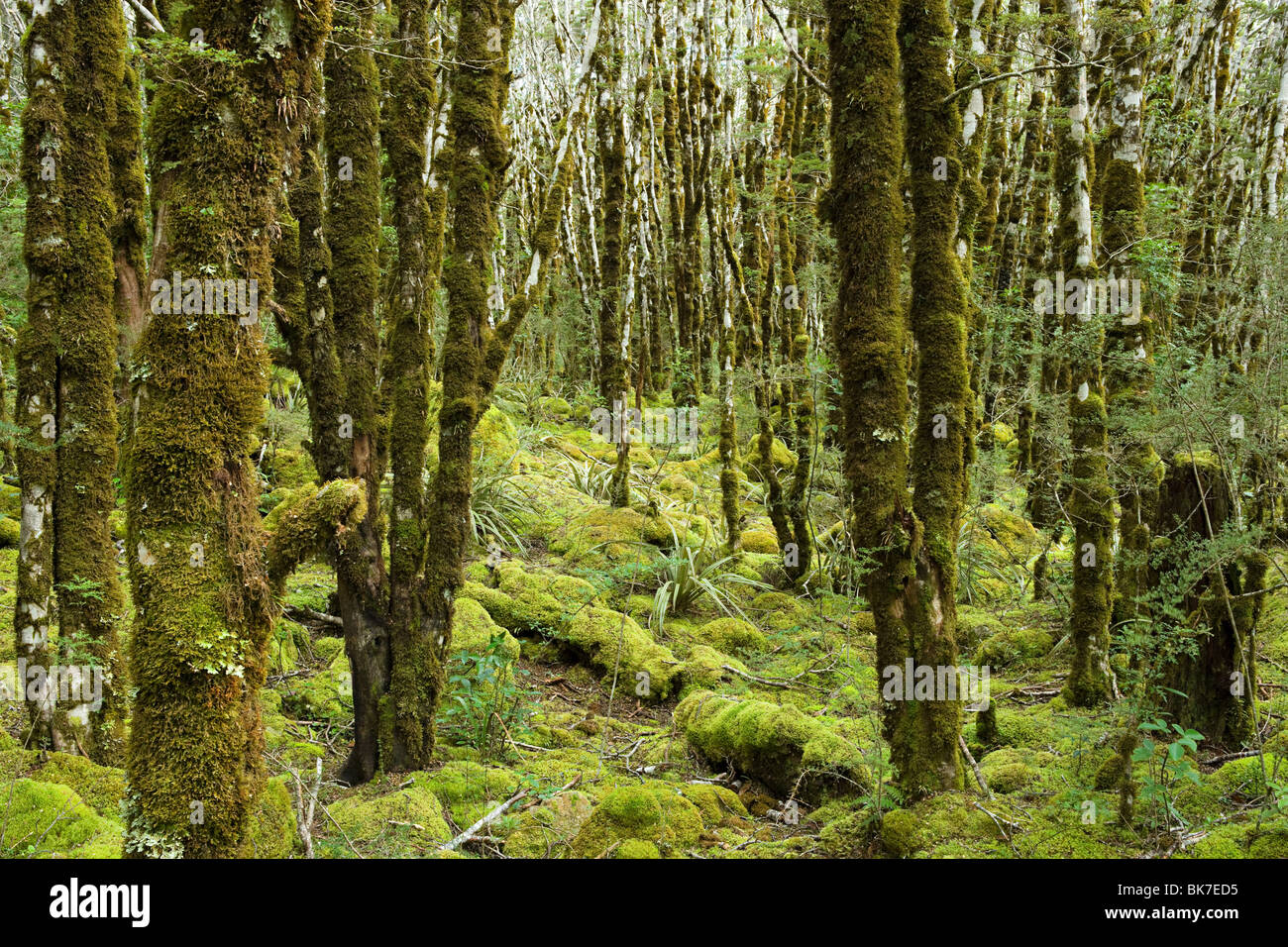 rain forest on Arthur's Pass Stock Photo