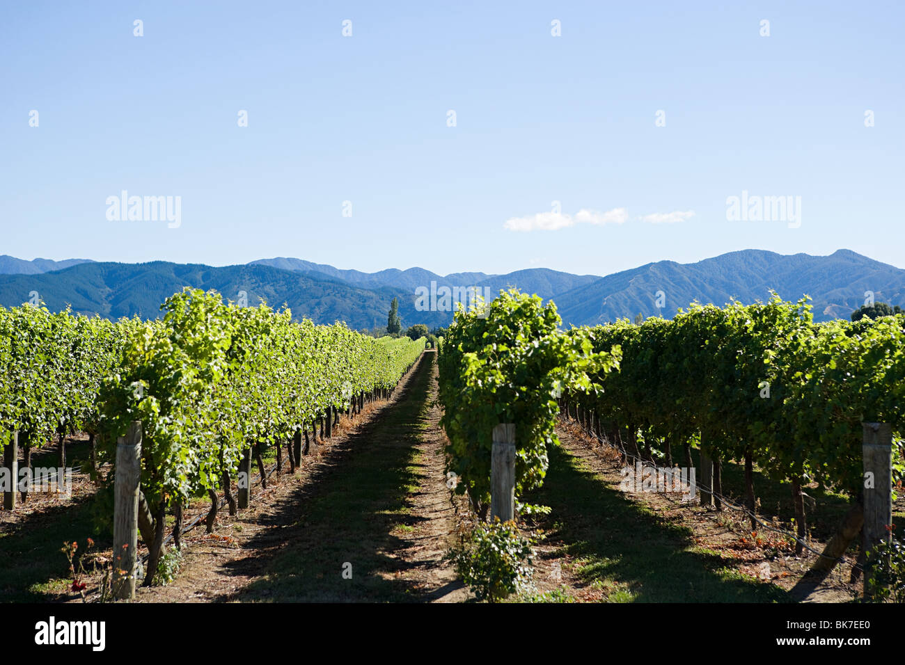 Marlborough, vinyards near Blenheim Stock Photo