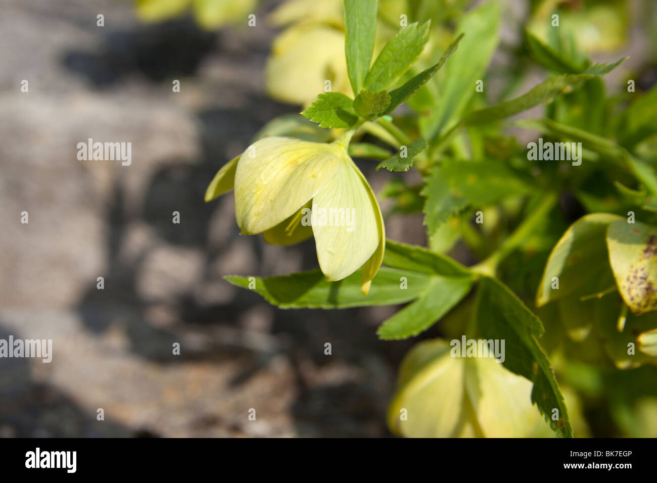 Helleborus odorus, Hellebore, Ranuncluaceae, central Europe. Charles Lupica Stock Photo