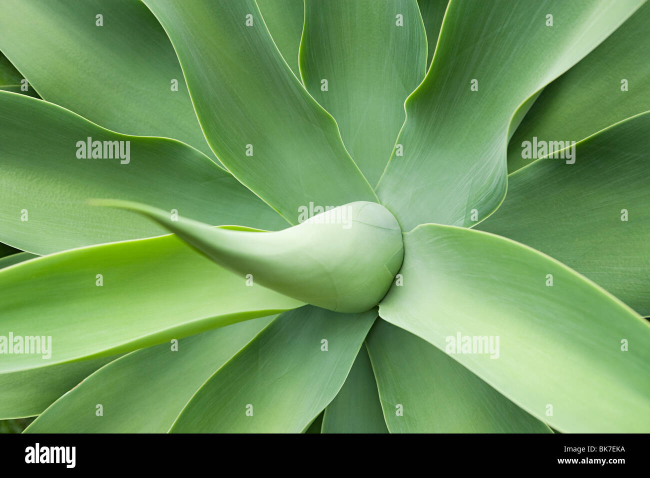 Auckland, agave, century plant, close-up Stock Photo