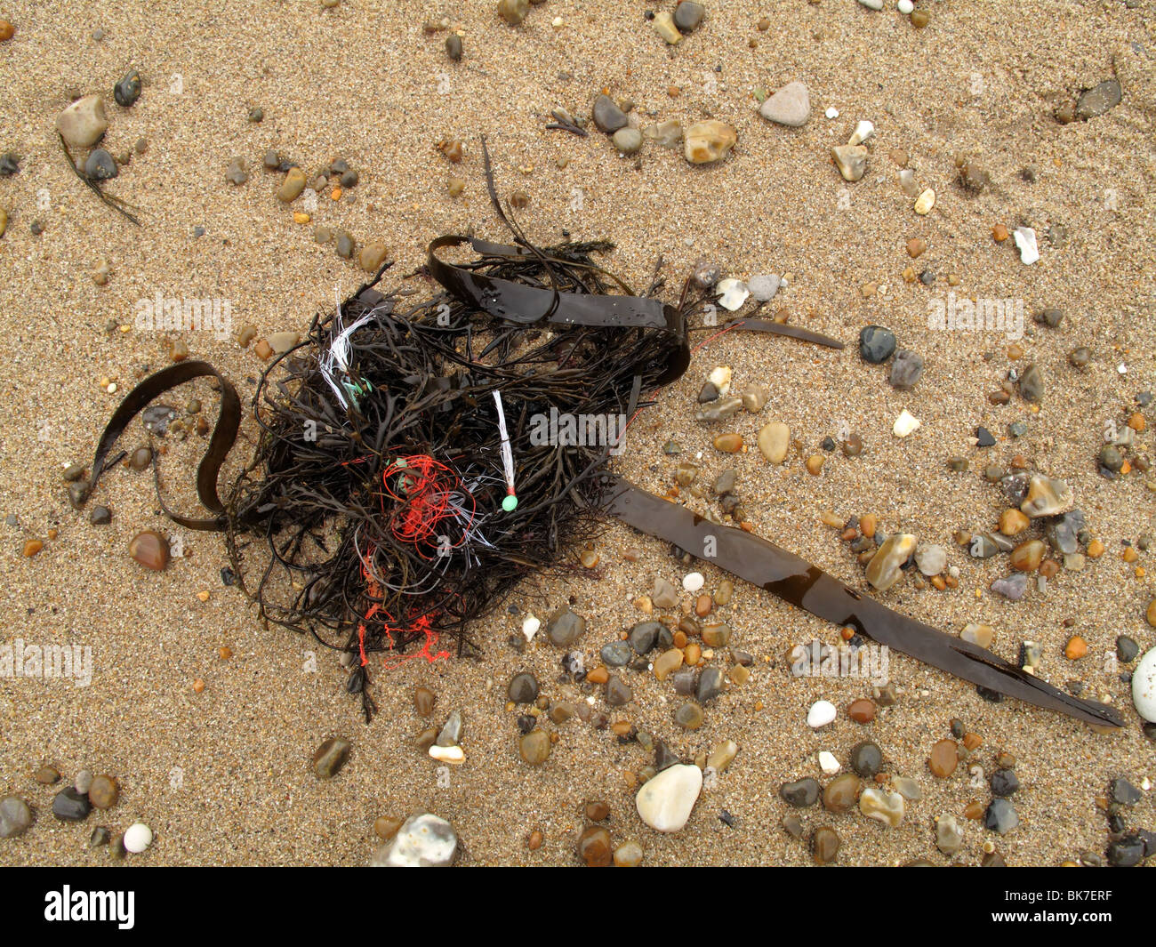 fishing line tangled in seaweed Stock Photo Alamy