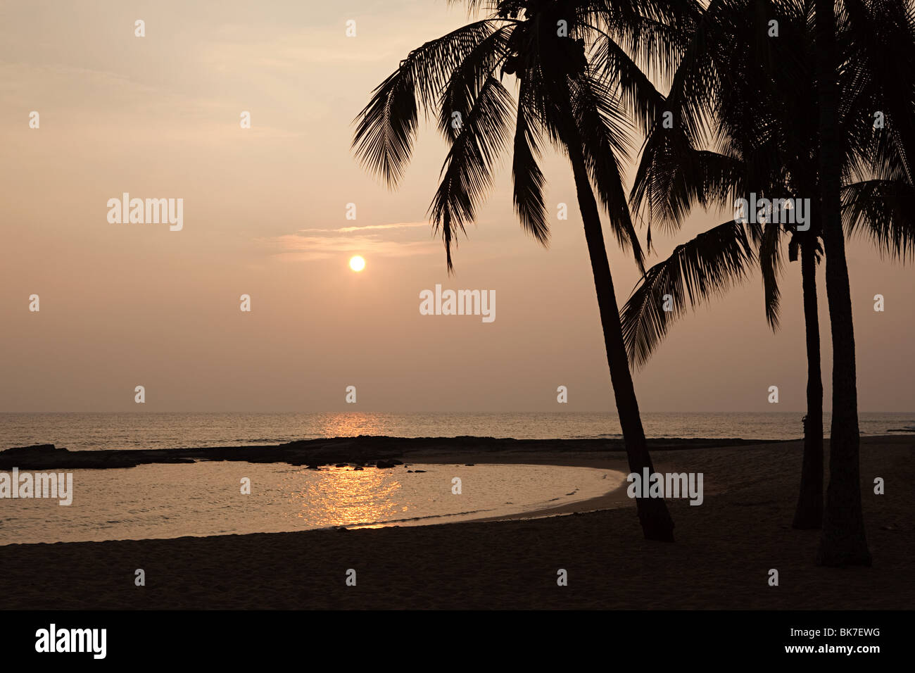 Palm trees on beach at sunset Stock Photo - Alamy