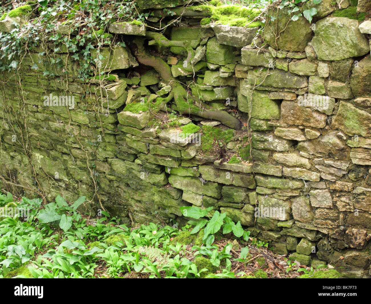 tree roots growing through wall Stock Photo Alamy