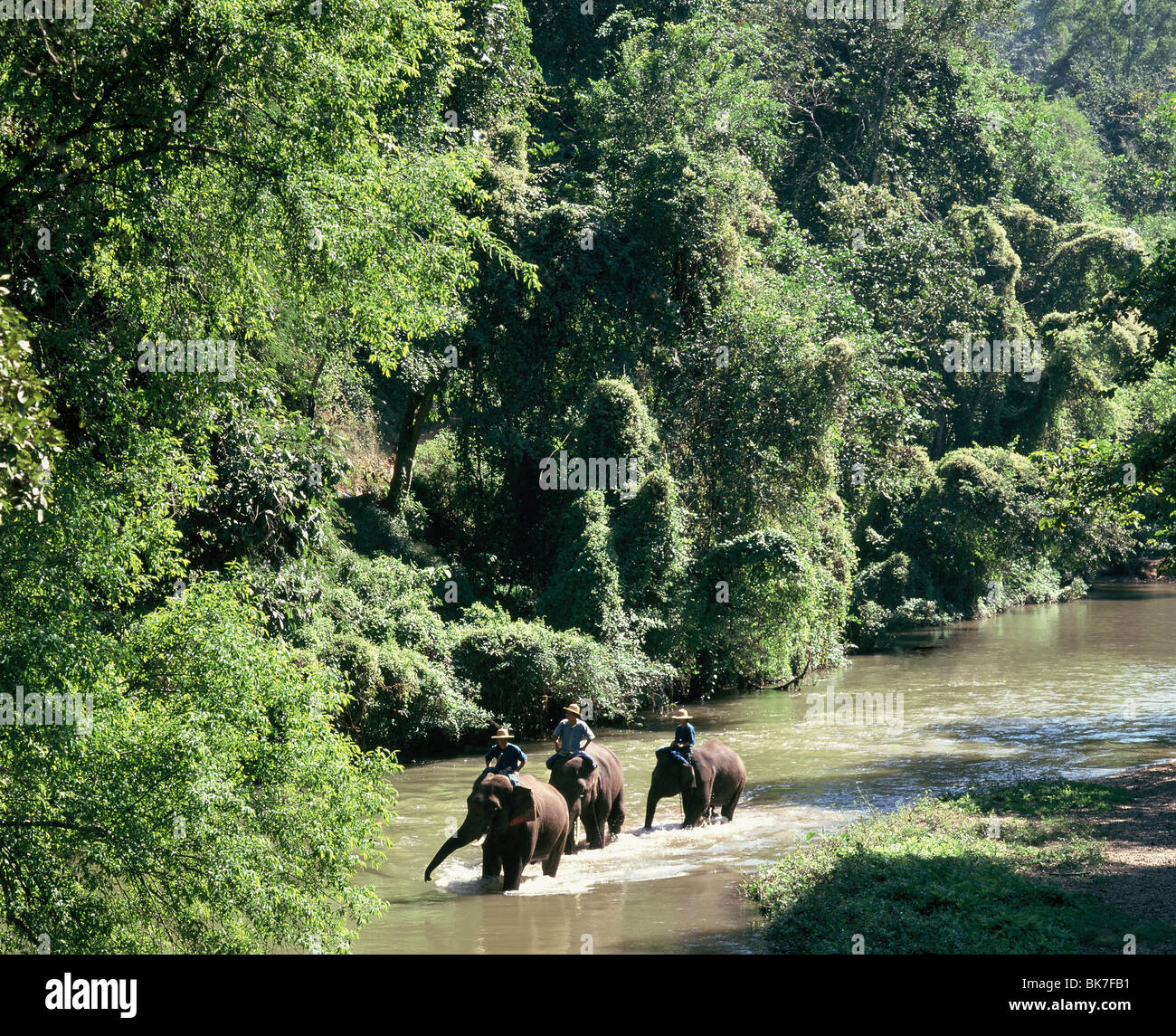 Elephants in the forest, Chiang Mai, Thailand, Southeast Asia, Asia Stock Photo