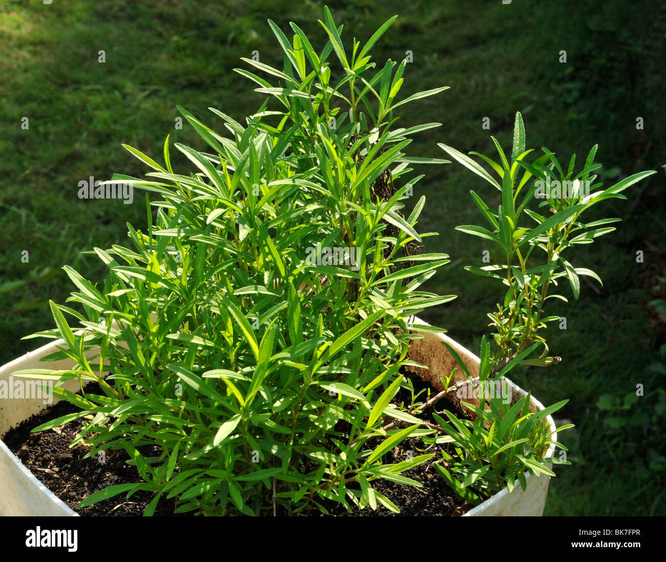 Tarragon growing in a container Stock Photo