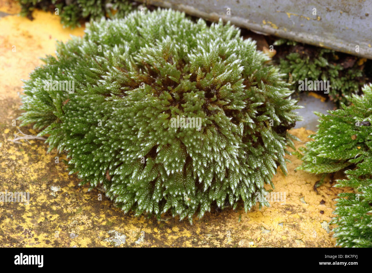 Silver moss (Bryum argenteum) growing on an abandoned car, UK. Stock Photo