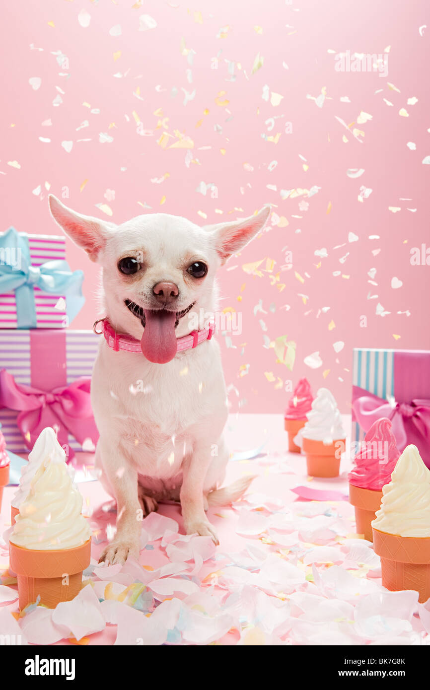 Page 2 Birthday Dog High Resolution Stock Photography And Images Alamy Page 2 Birthday Dog High Resolution Stock Photography And Images Alamy