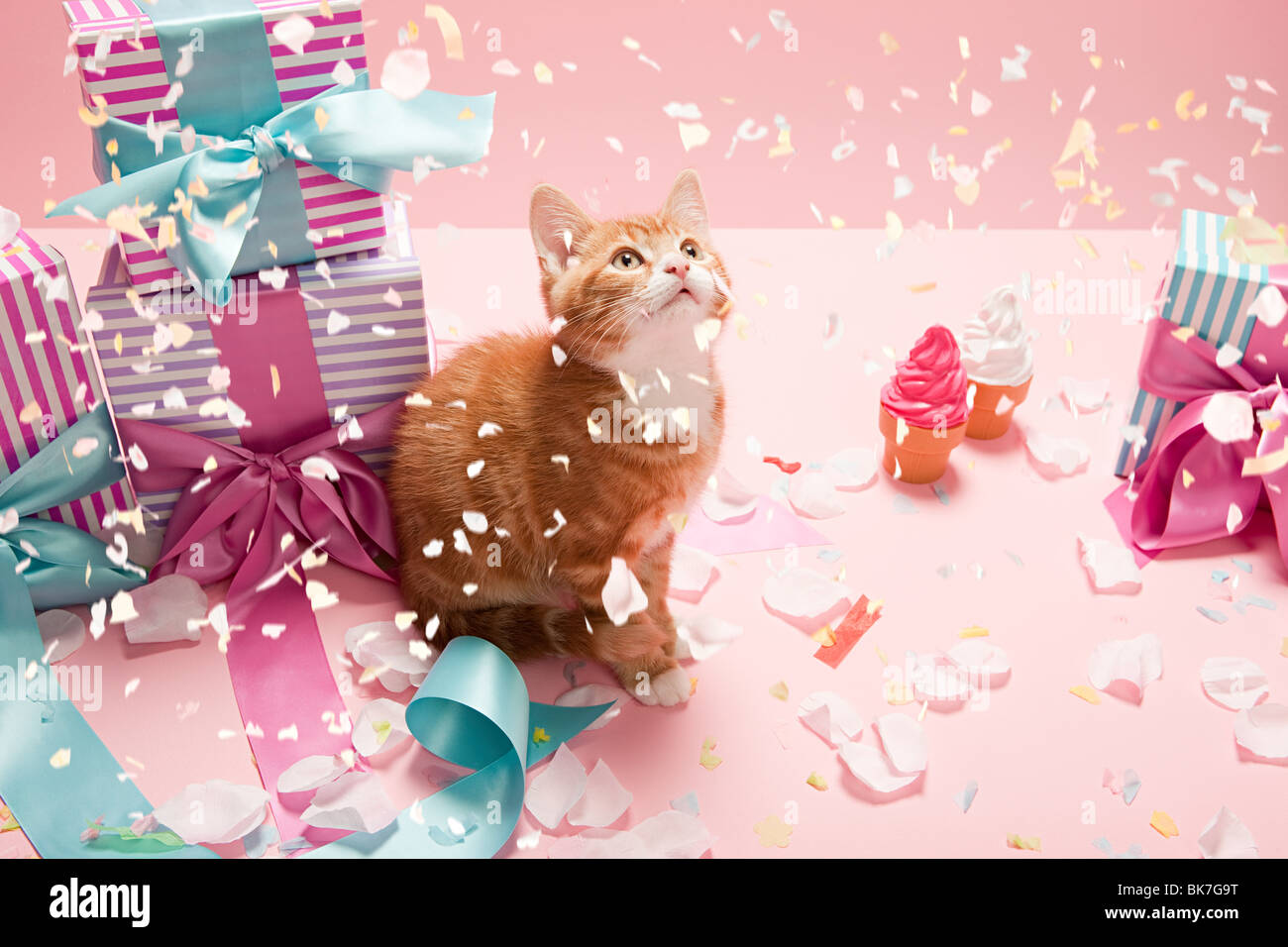 Kitten with confetti and gifts Stock Photo Alamy