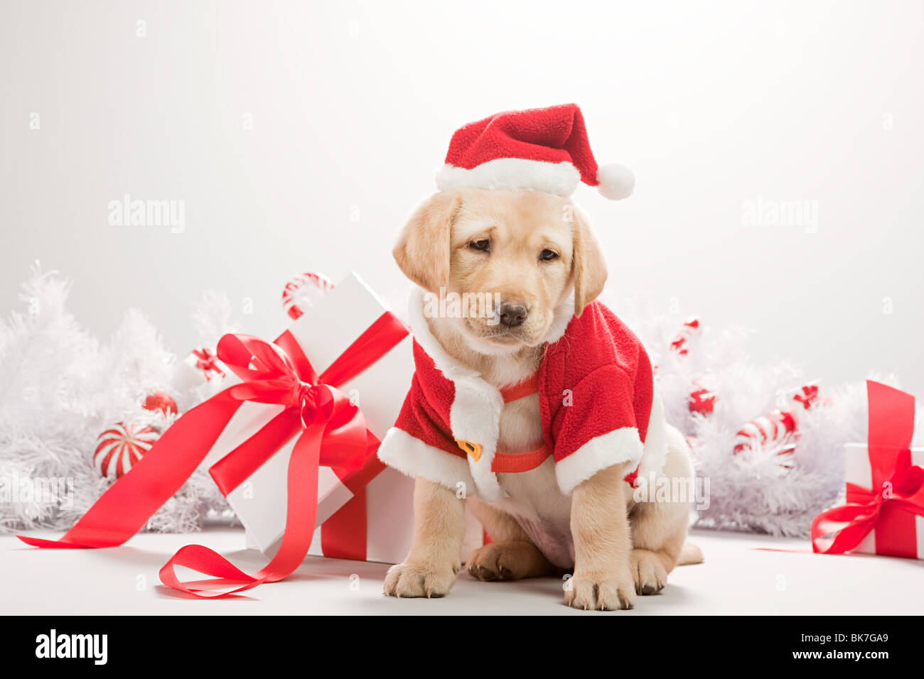 Labrador puppy in christmas costume Stock Photo