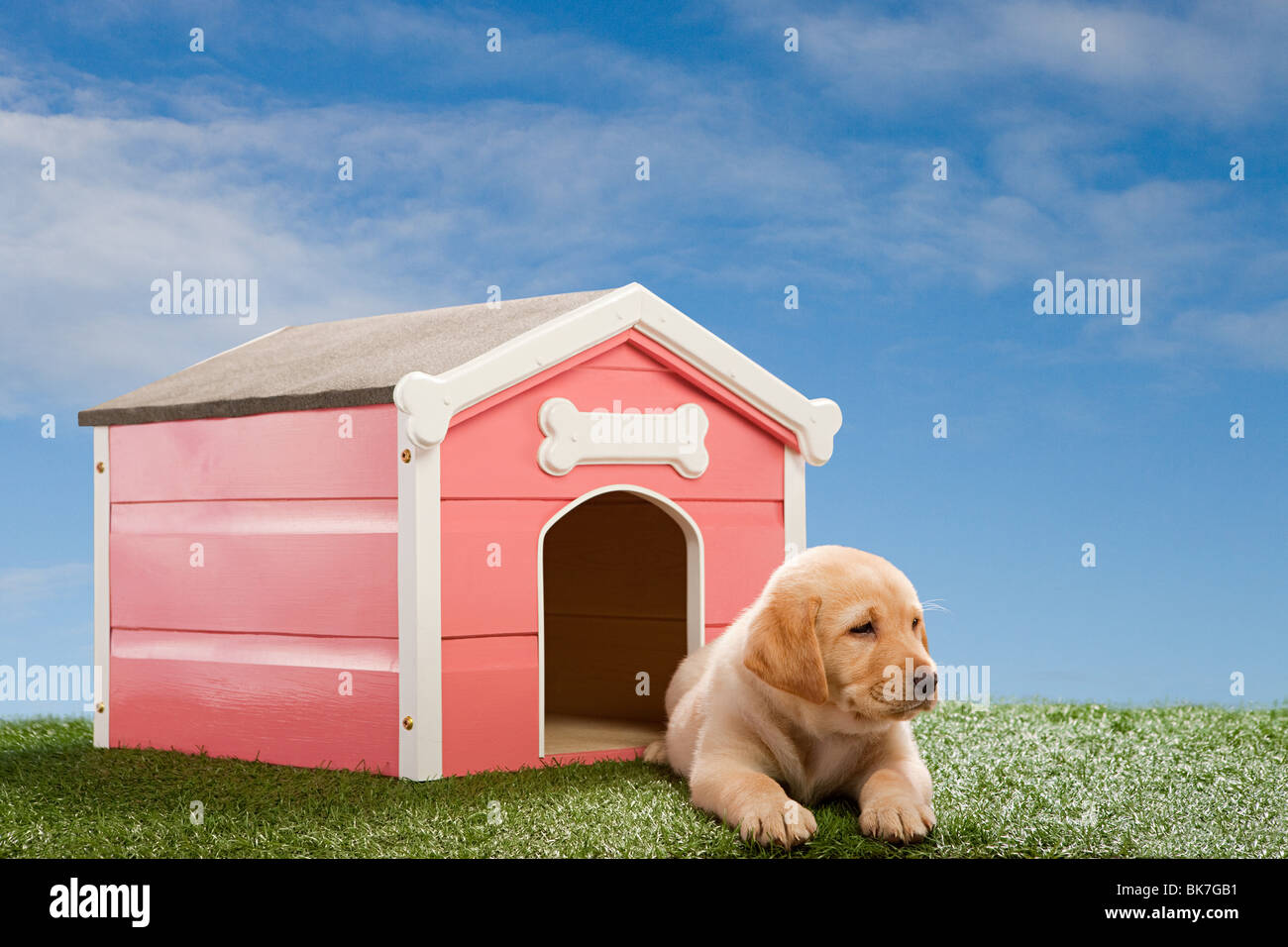 Labrador puppy by kennel Stock Photo Alamy