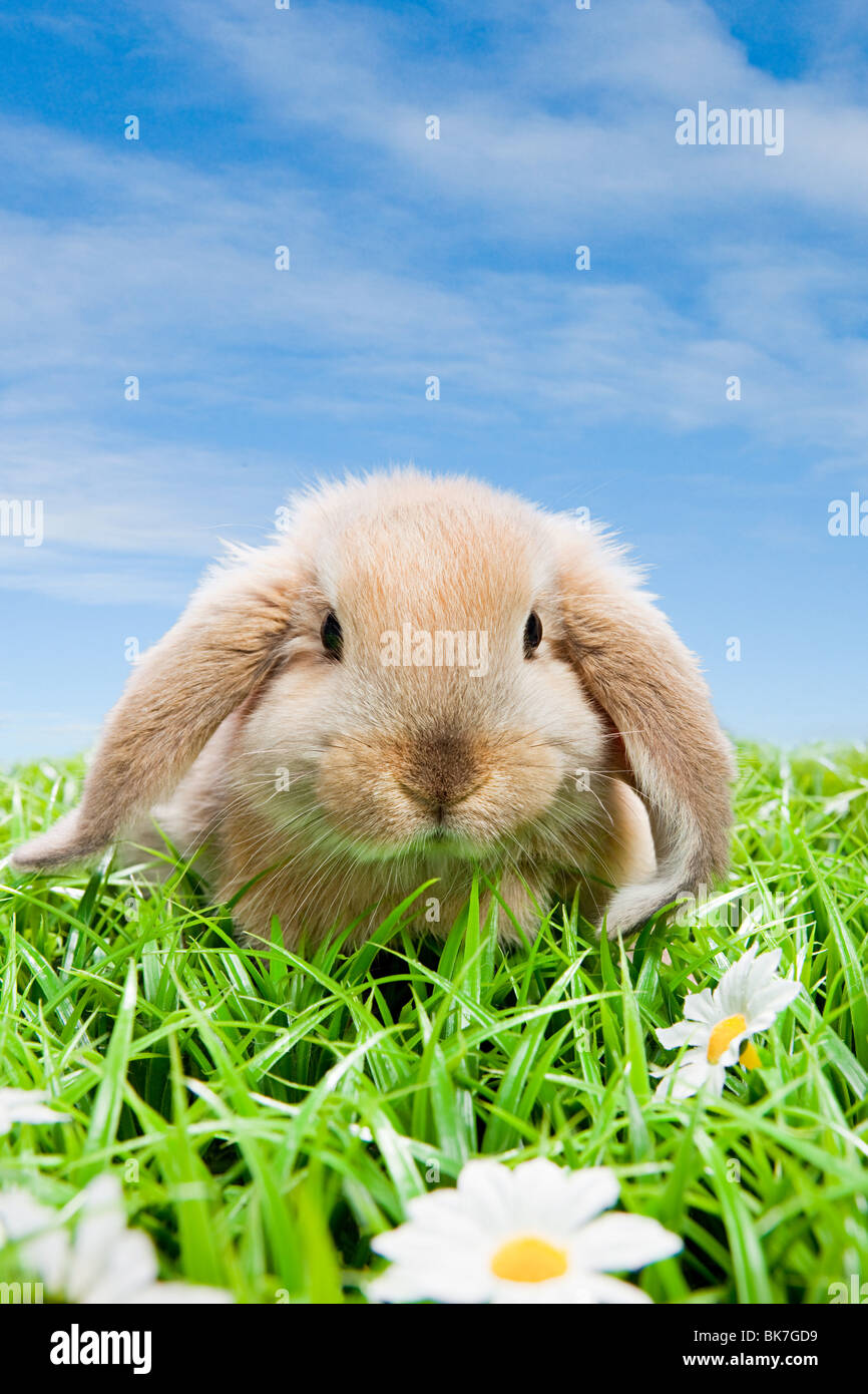 Rabbit on grass Stock Photo Alamy