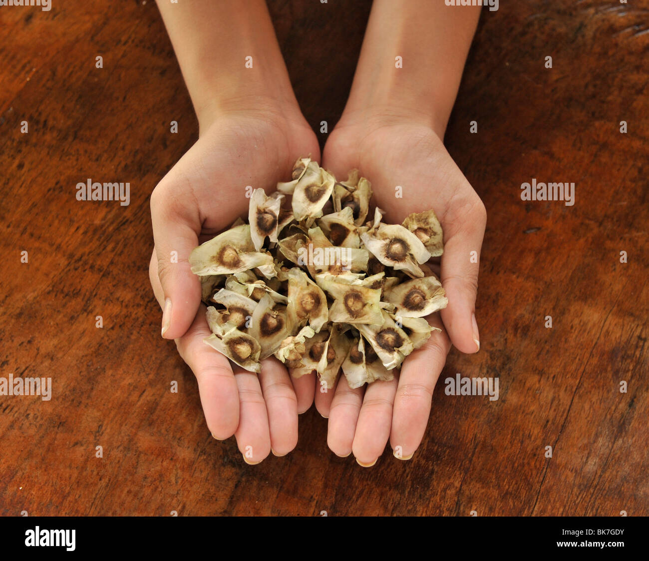 Pod seeds of Malunggay (Moringa oleifera Lam), a useful plant promoting good eyesight, digestion, and a cure for stomach ache Stock Photo