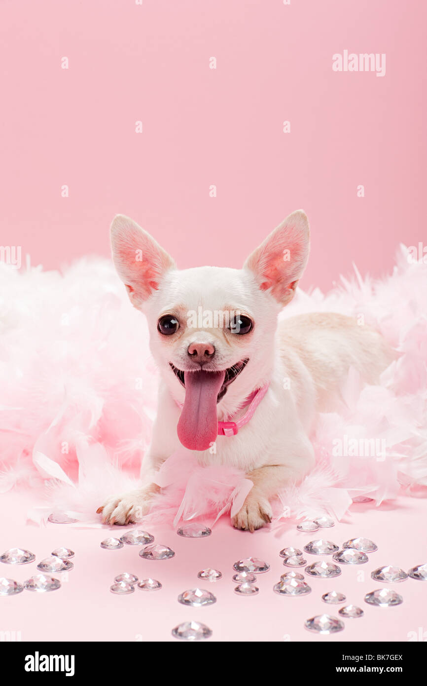 Chihuahua with jewels and feather boa Stock Photo