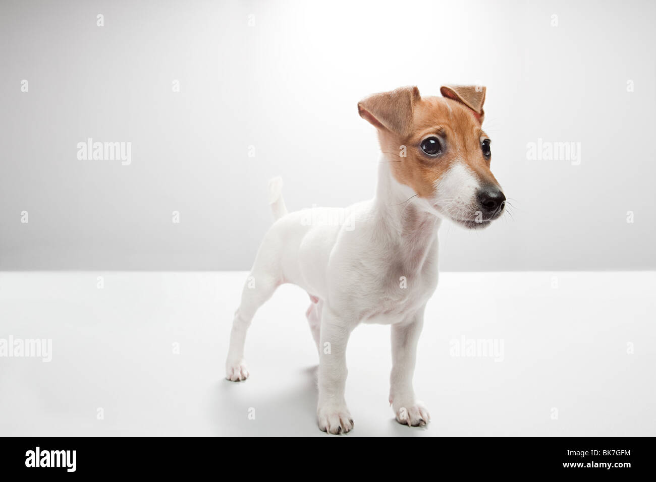 Jack russell puppy hi-res stock photography and images - Alamy