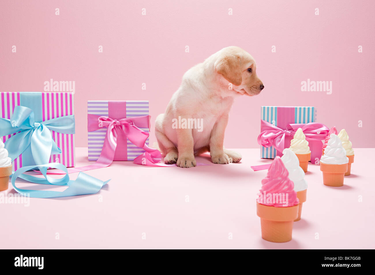 Dog cone studio hires stock photography and images Alamy