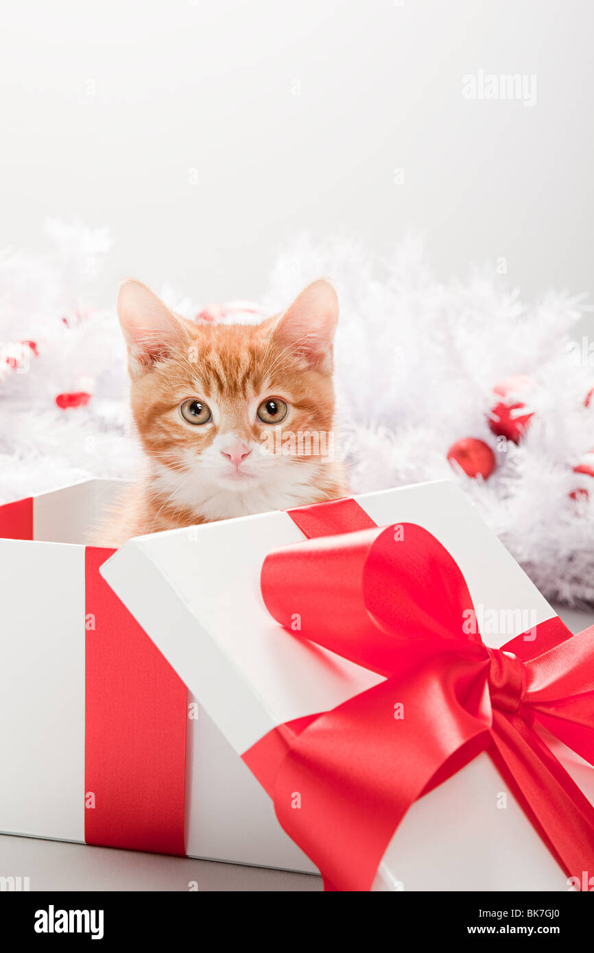 Kitten in christmas gift box Stock Photo Alamy