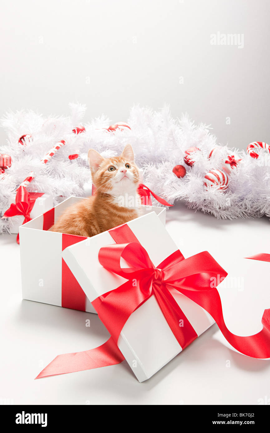 Kitten in christmas gift box Stock Photo Alamy