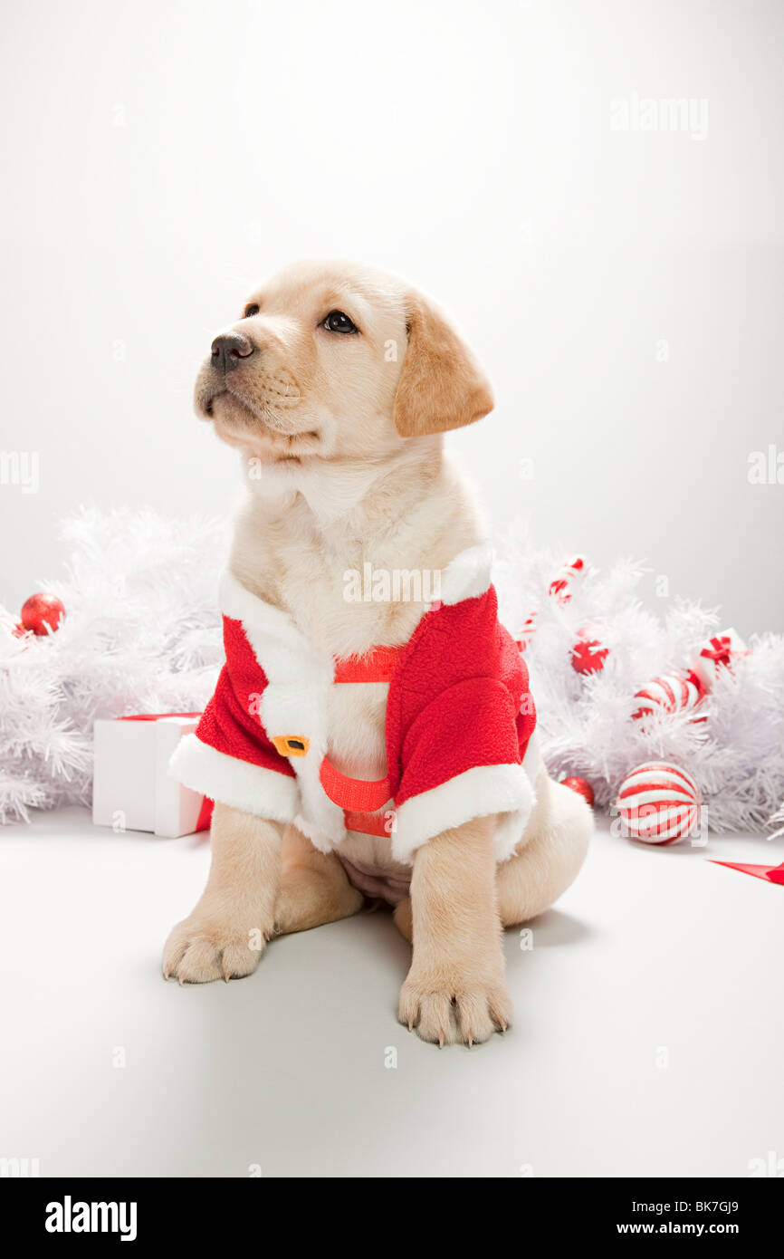 Labrador puppy in christmas costume Stock Photo