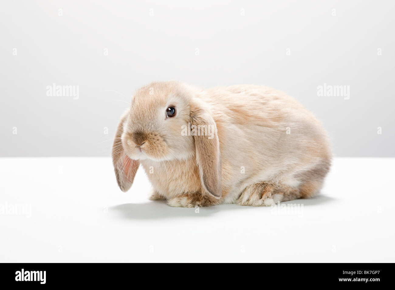 Portrait of a rabbit Stock Photo