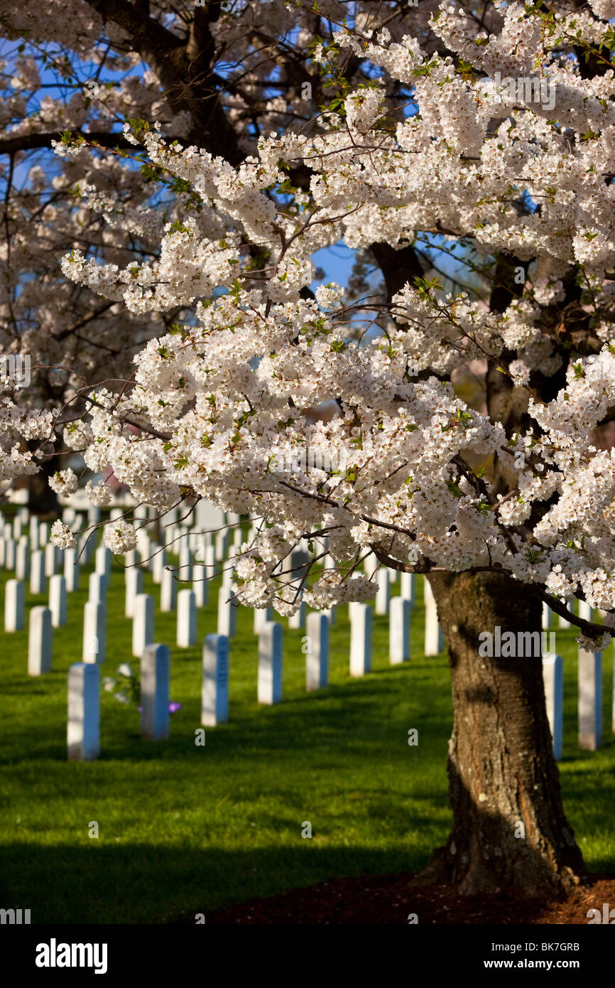 Blossoming cherry trees stand guard over the tombstones at Arlington National Cemetery near Washington DC USA Stock Photo