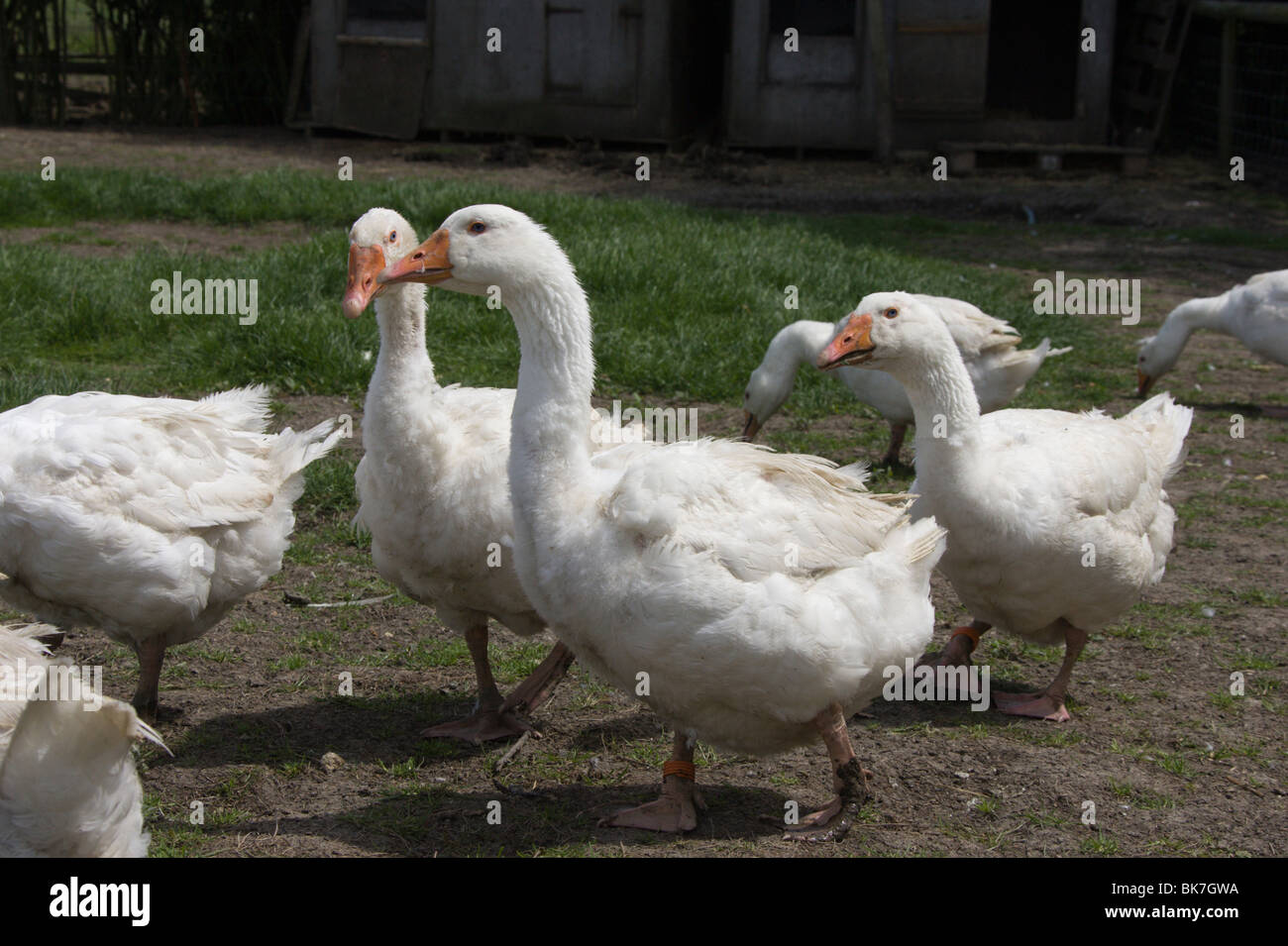 geese goose gander Stock Photo