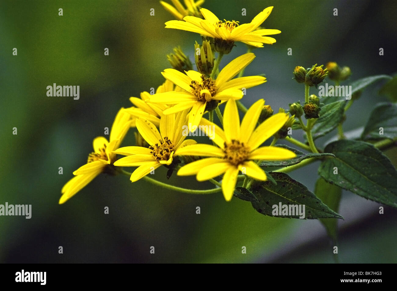 Wild daisies of East Africa. Stock Photo