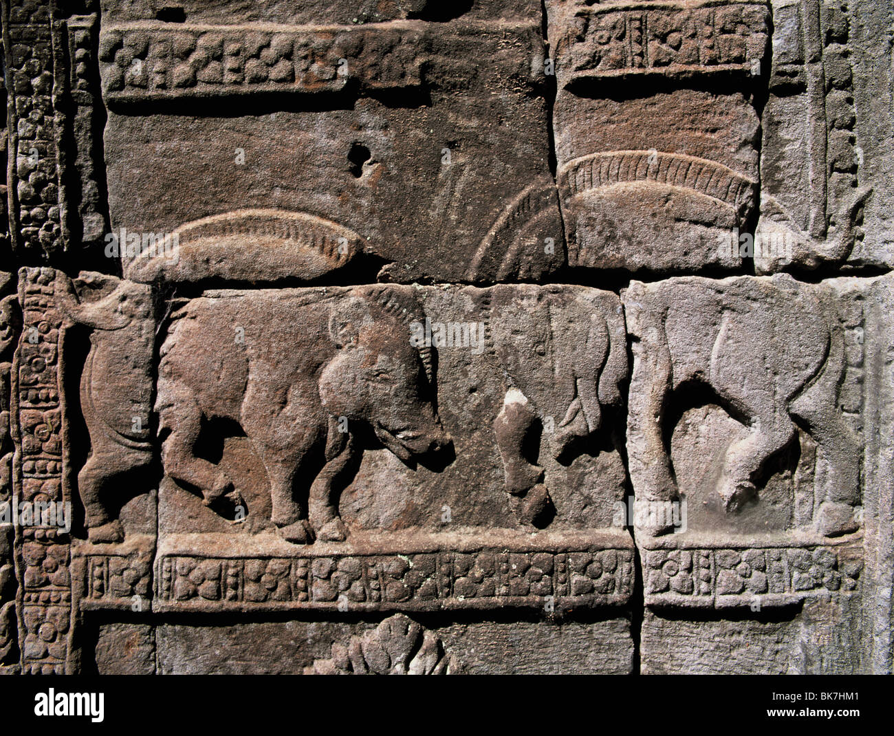 Relief of wild boars fighting dating from the 11th century, Bapuon, Angkor, UNESCO World Heritage Site, Cambodia Stock Photo