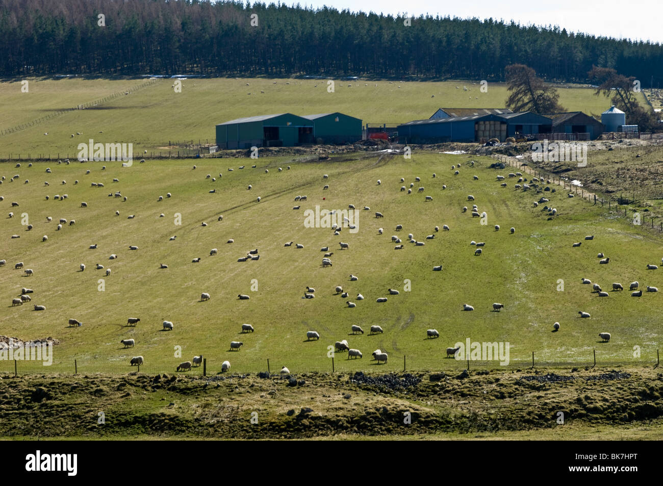 Sheep Farm on the East Braes of Castle Grant, Auchnarrow, Glenlivet