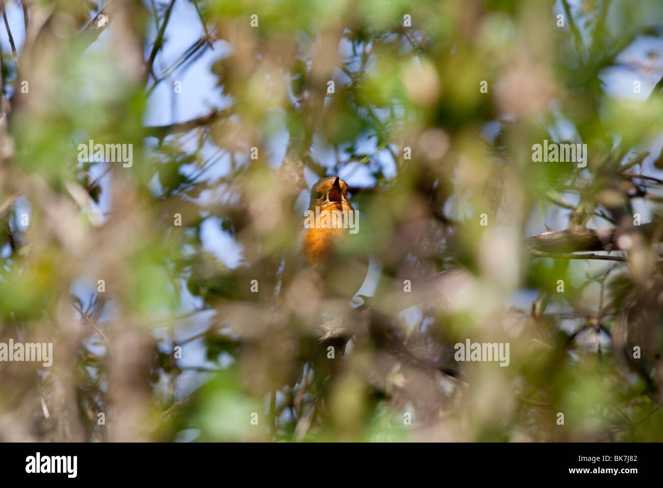 Robin perching on a tree,Oxshott,Surrey, England Stock Photo