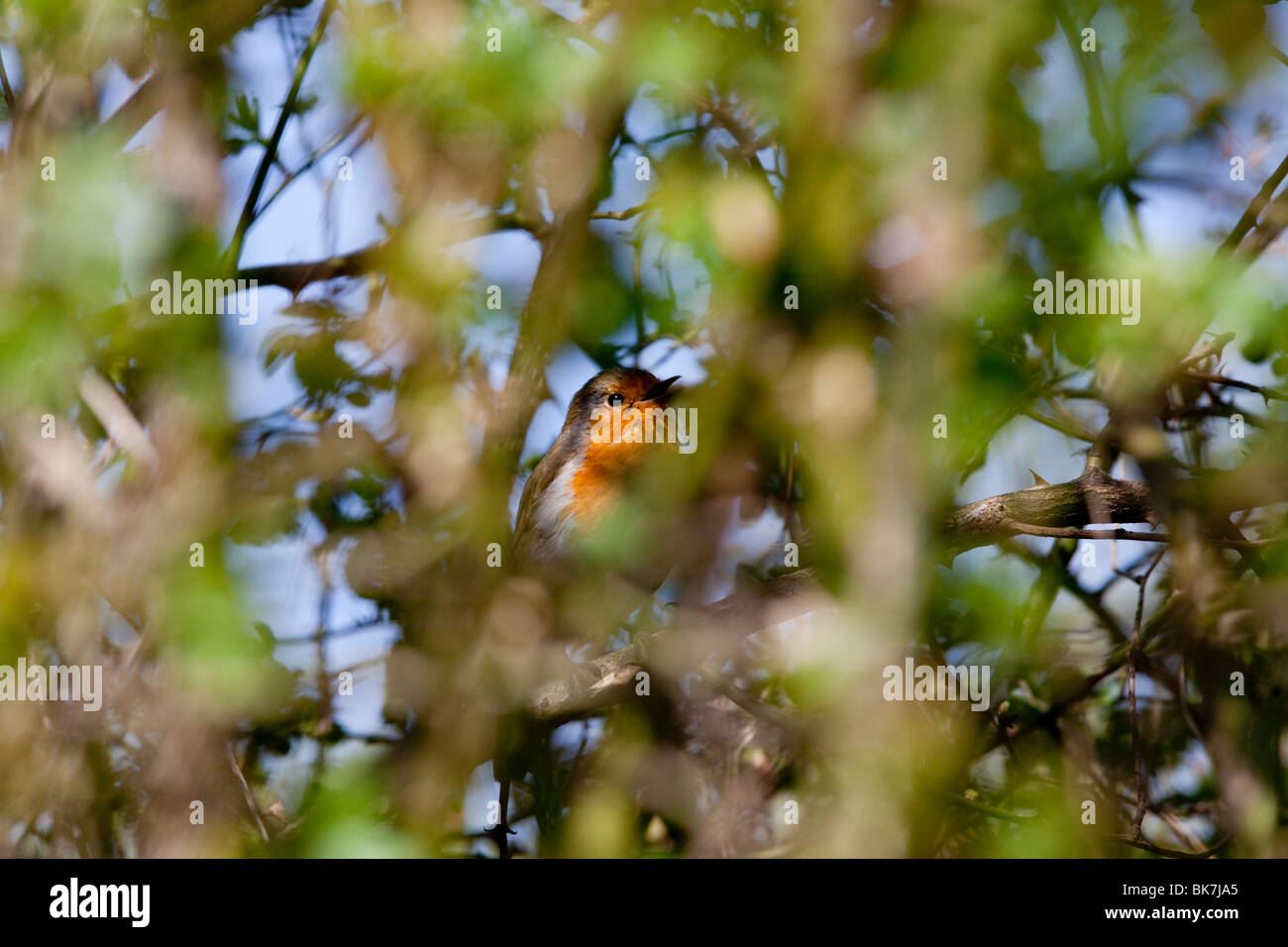 Robin perching on a tree,Oxshott,Surrey, England Stock Photo
