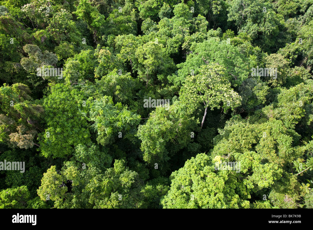 The canopy of the Daintree Rainforest in Queensland, Australia. Stock Photo