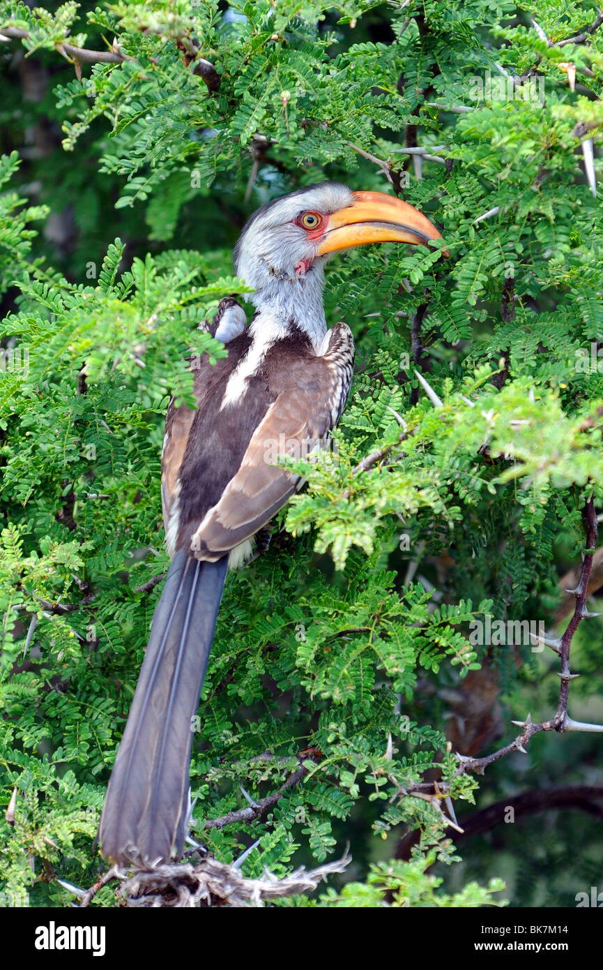 A Southern Yellow-billed Hornbill Stock Photo