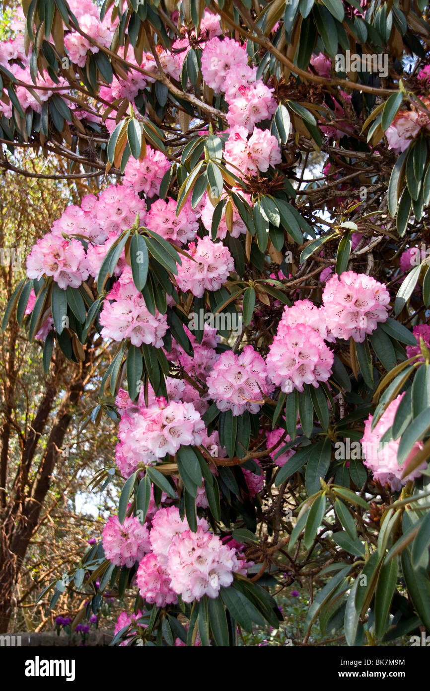 Cluster of Pink Rhododendron arboreum evergreen shrub in full bloom at the Dundee Botanic Gardens Stock Photo