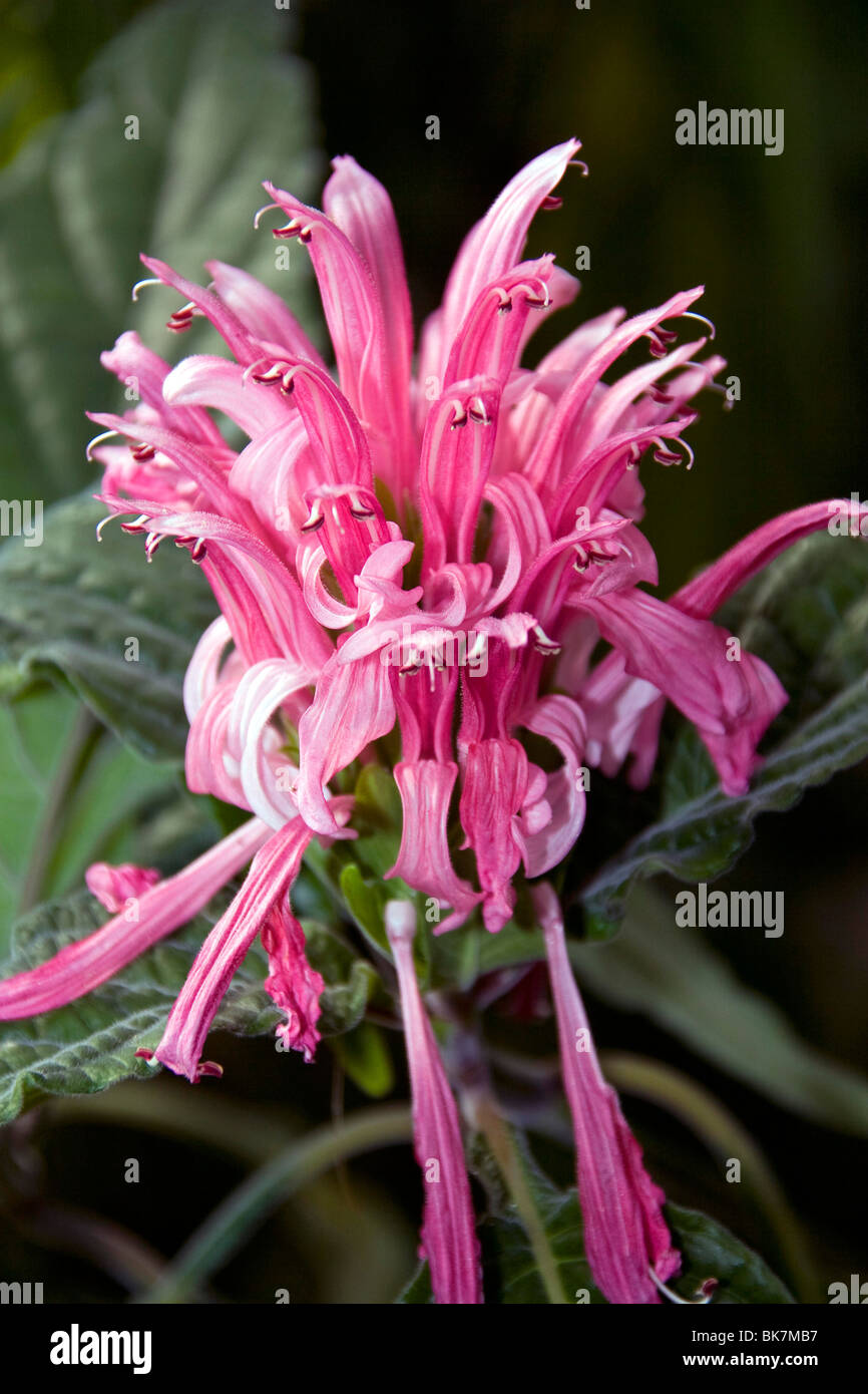 Closeup shot of a Rose Jacobinia Justicia carnea Radiant at Dundee Botanic Gardens Stock Photo