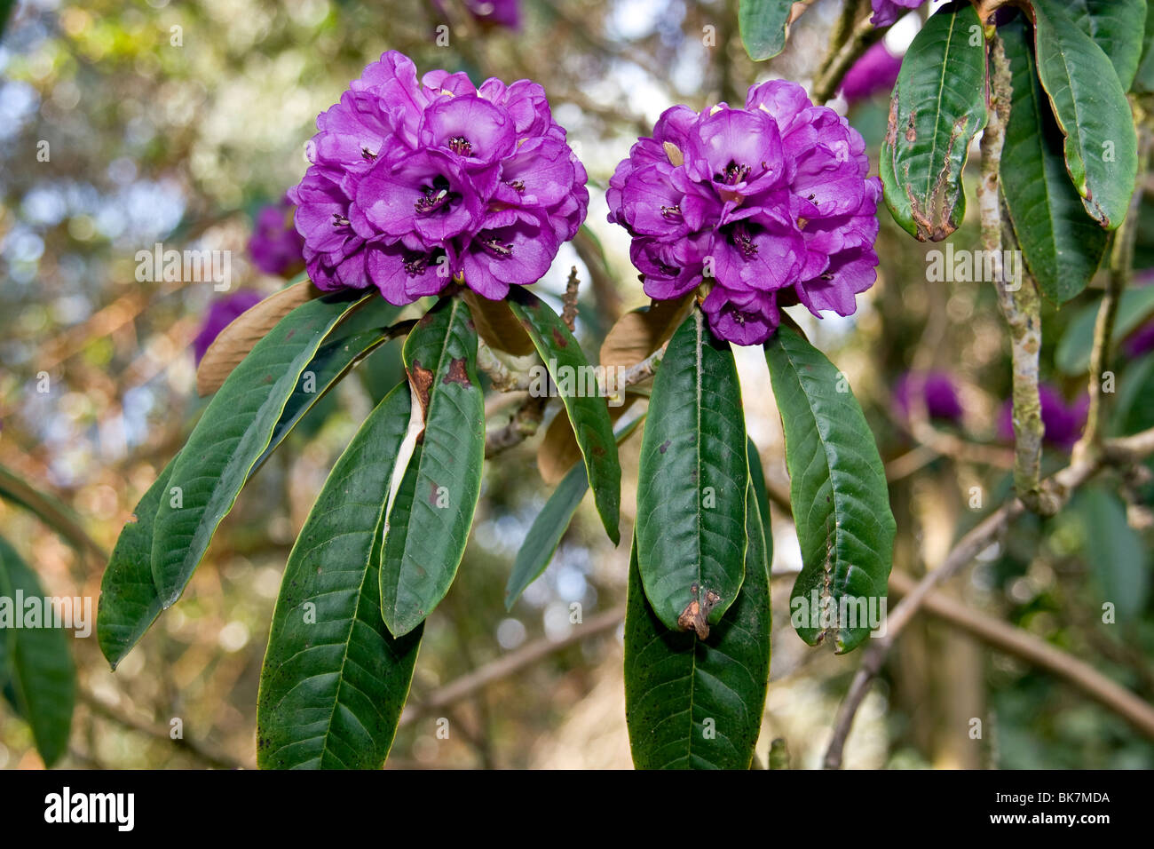 Rhododendron Niveum in full bloom at the Dundee Botanic Gardens Stock Photo