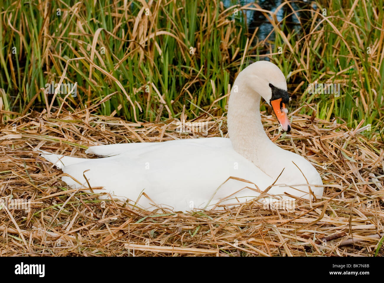 Swan on nest with eggs in an urban environment Stock Photo
