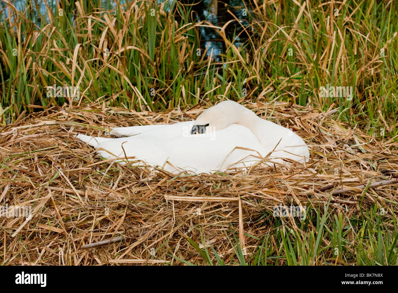 Swan on nest with eggs in an urban environment Stock Photo