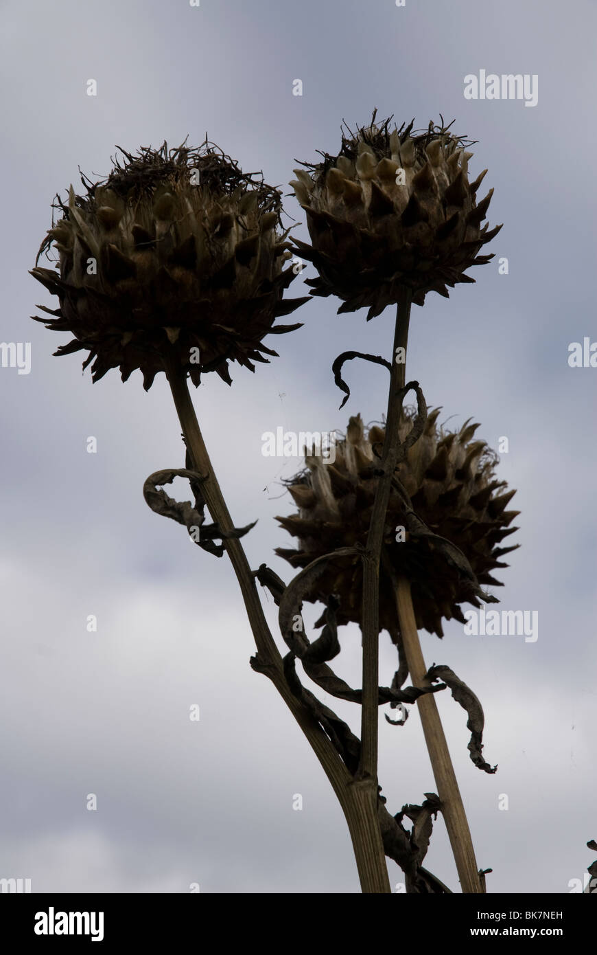 Cardoon seeds hi-res stock photography and images - Alamy