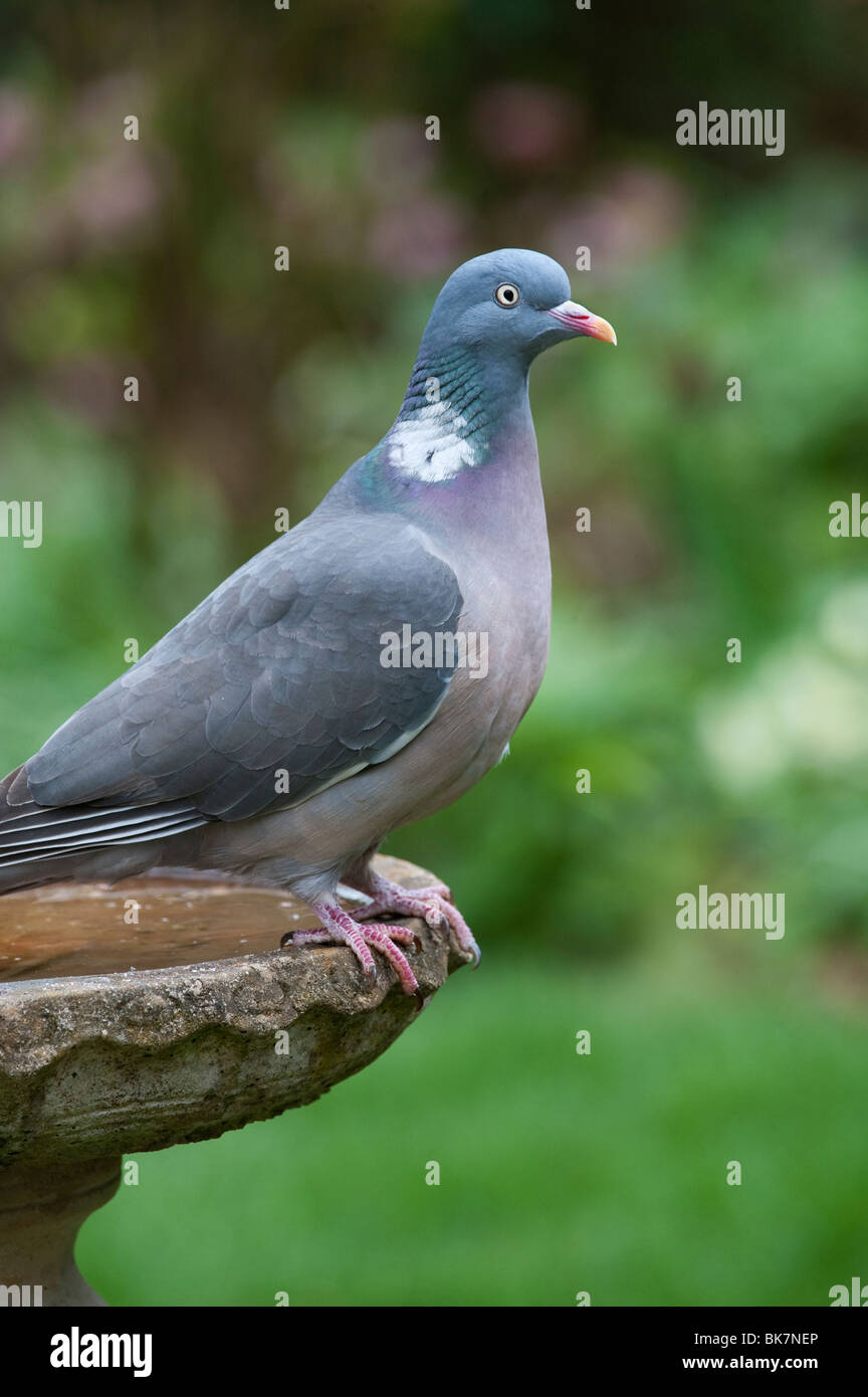 Common garden birds hires stock photography and images Alamy