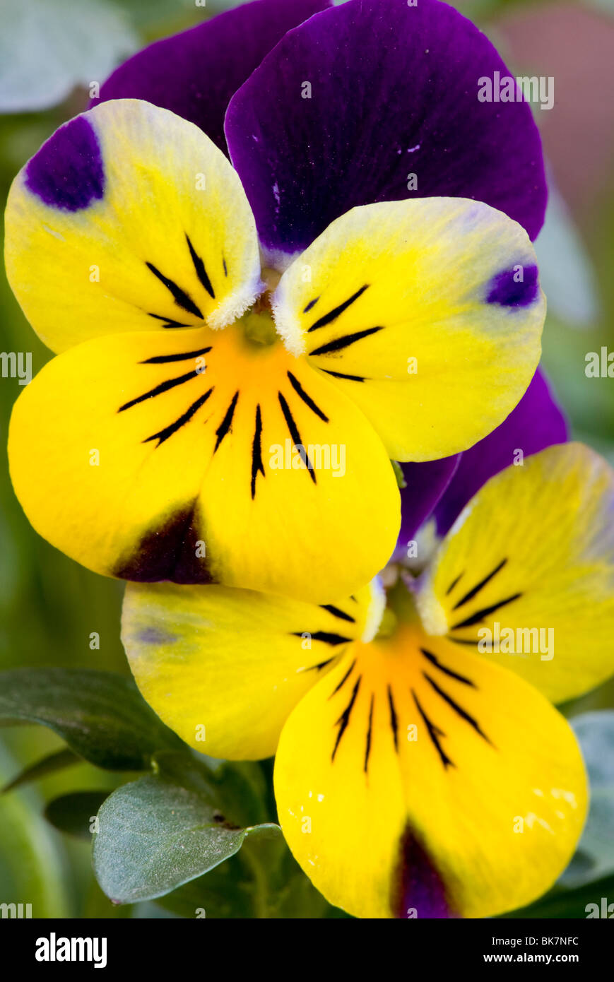 Viola bloom 2024